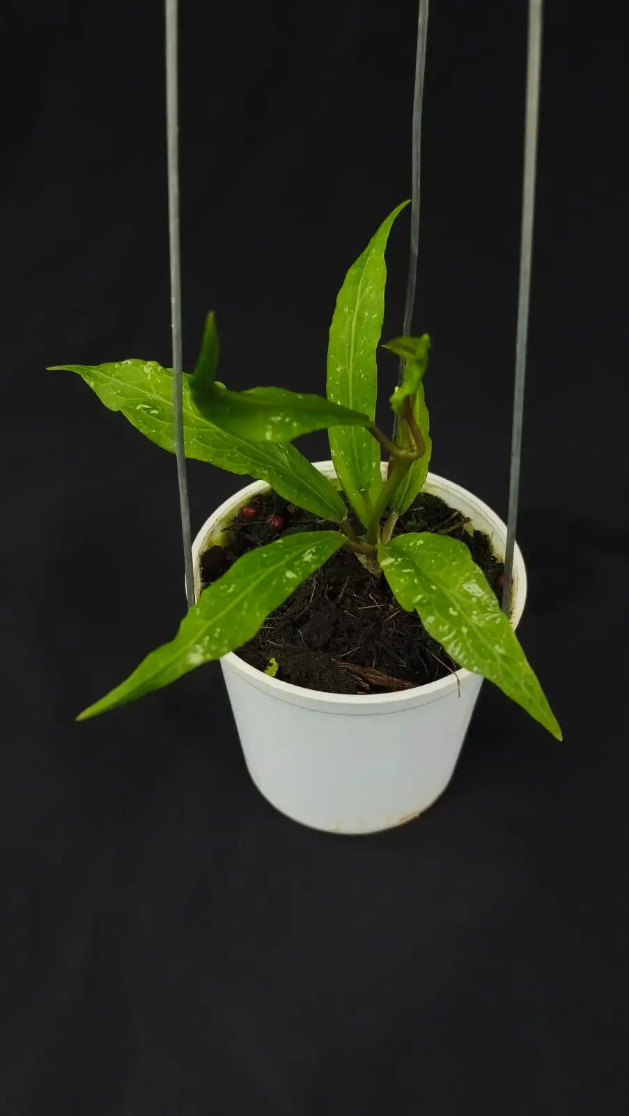 HOYA SP ACEH Z3