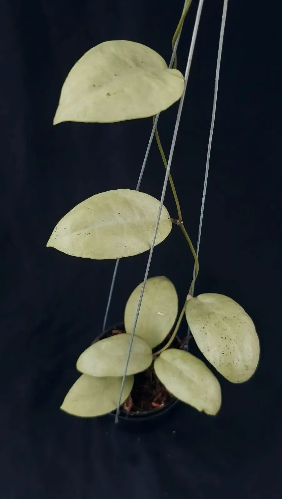 HOYA MENAK SOPAL