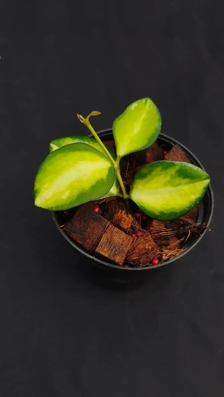 HOYA INCURVURLLA LIME WHISFER