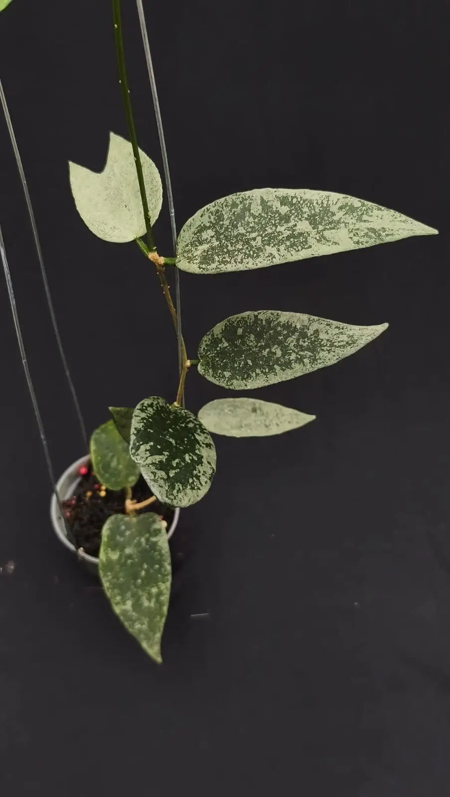 HOYA FLAGELATA SILVER