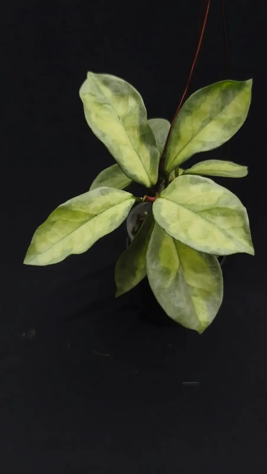 HOYA ARGANTEA PRINCES