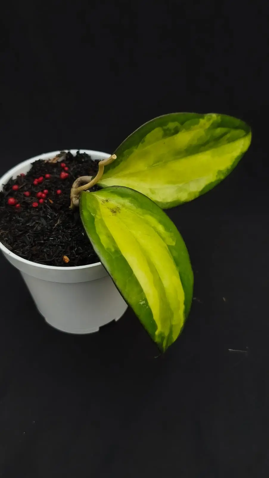 HOYA CHINAMOFOLIA