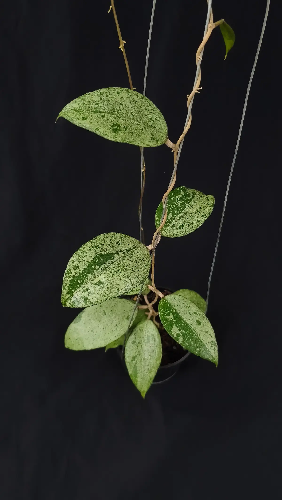 Hoya verticilata silver galaxi