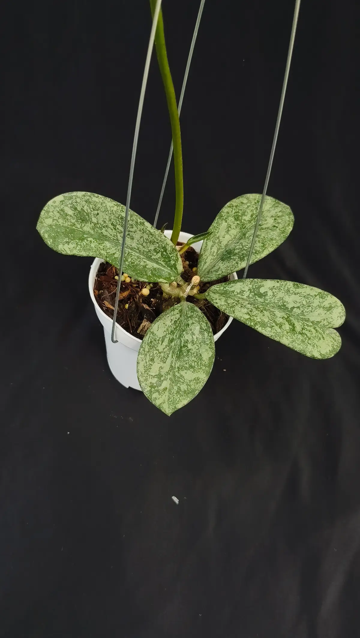 Hoya diversifolia silver