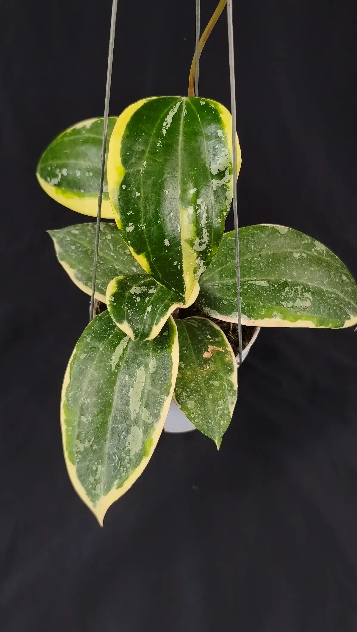 Hoya latiffolia albo splesh