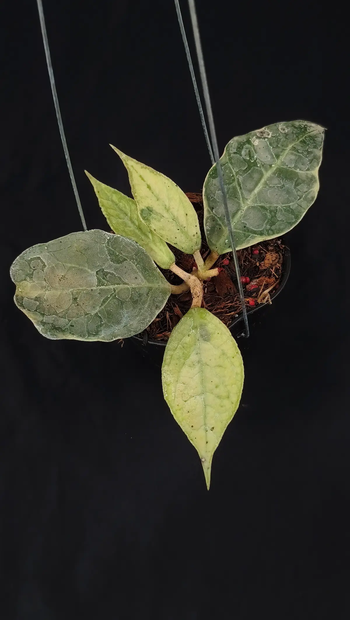 Hoya verticilata sp tenggamus