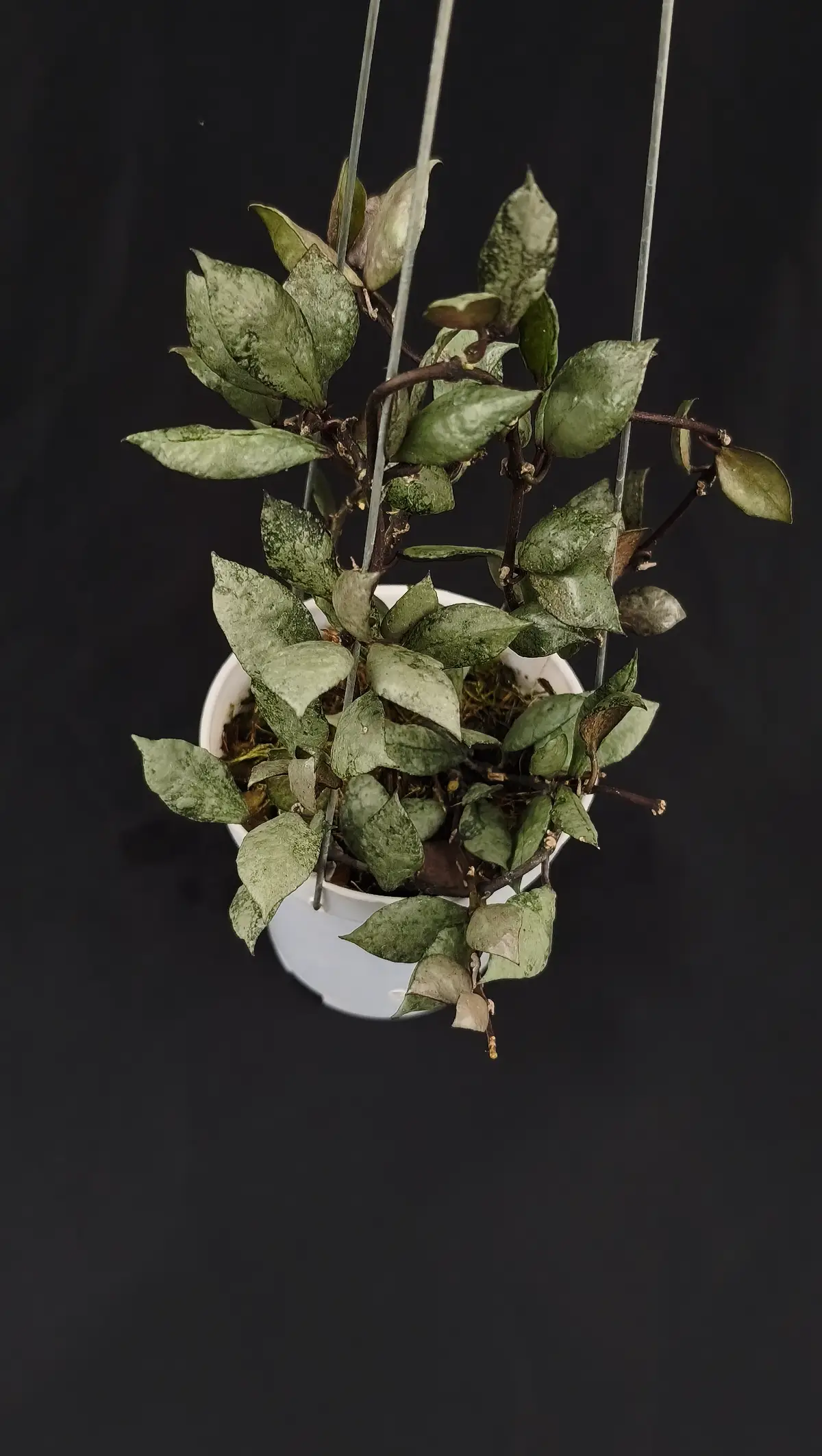 Hoya lacunosa violet