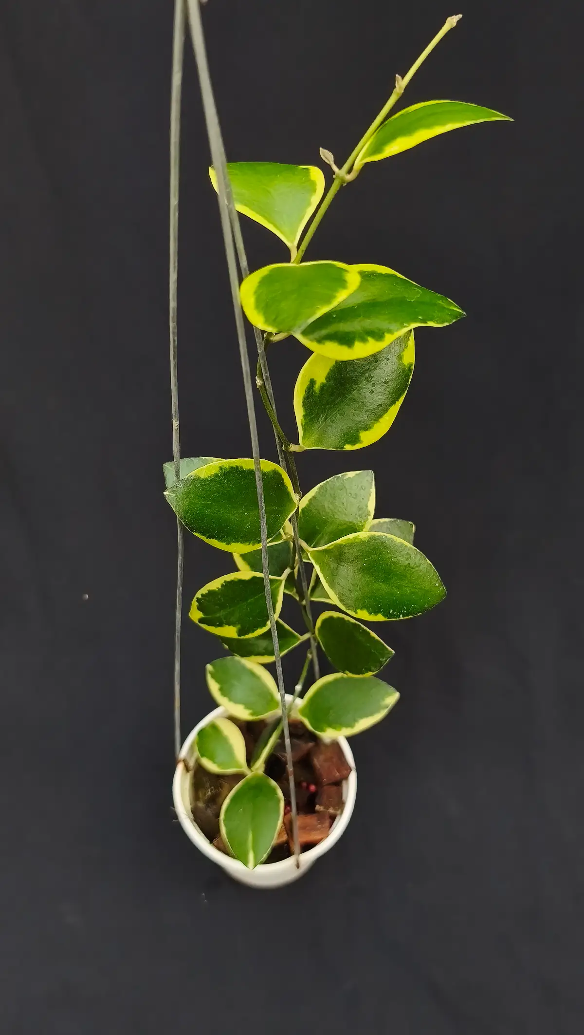 Hoya incurvurlla albo