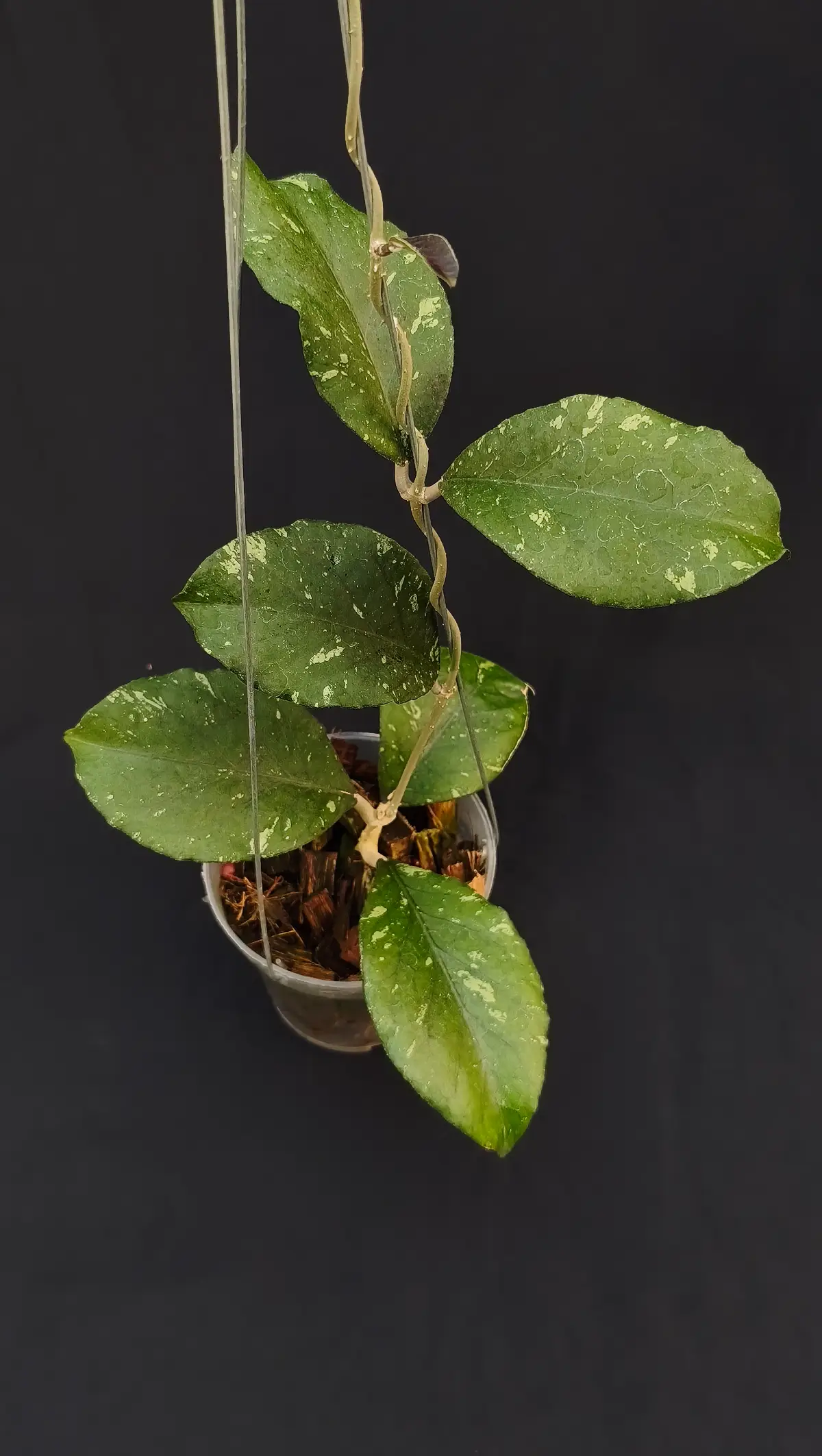 Hoya Manohara sp aceh