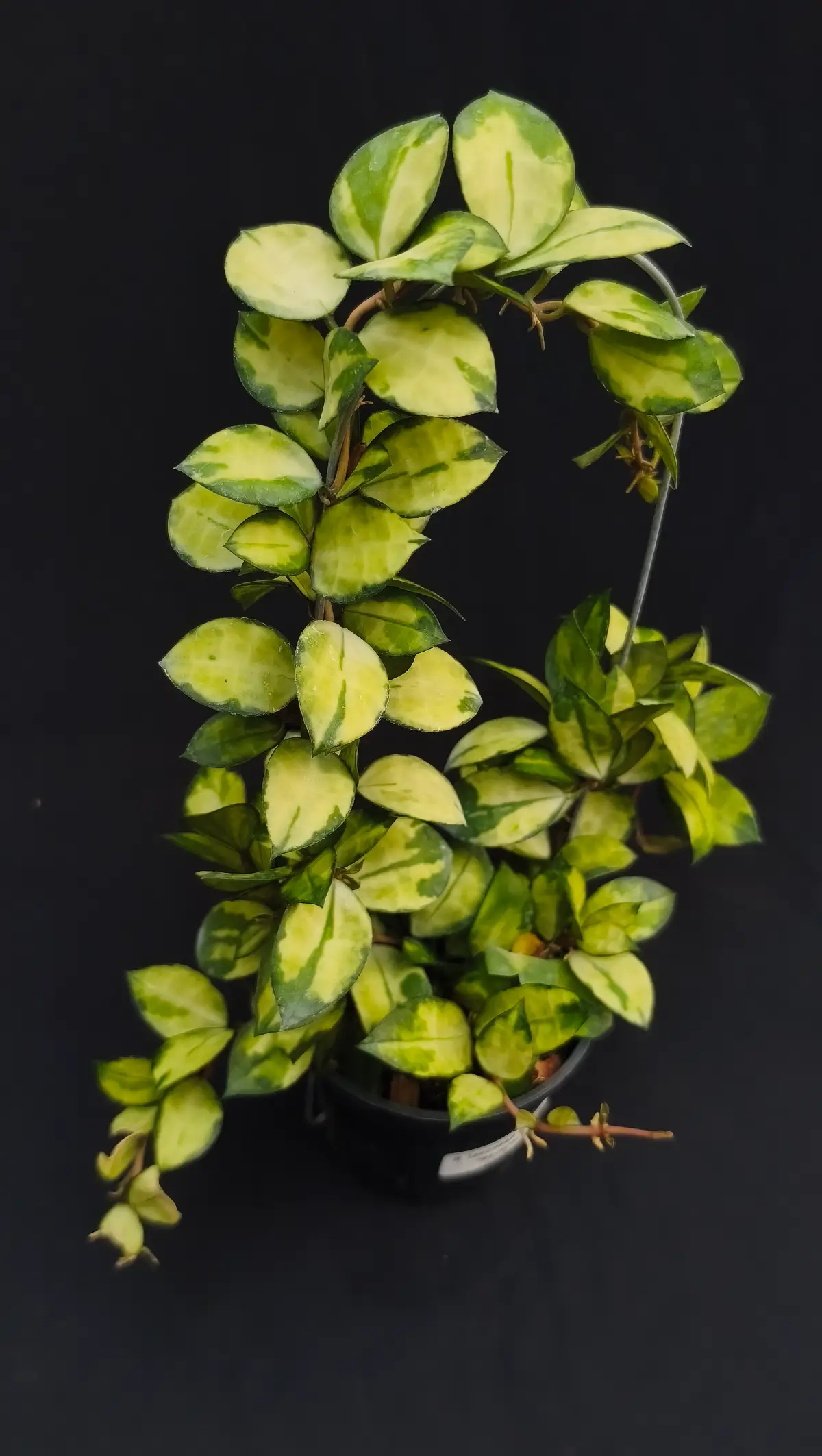 Hoya lacunosa asami reverse
