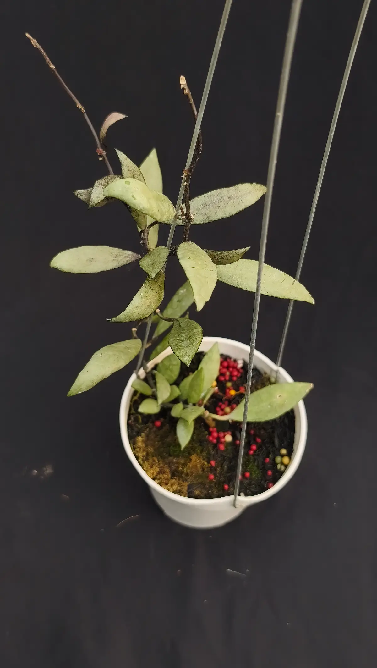 Hoya lacunosa silver wine