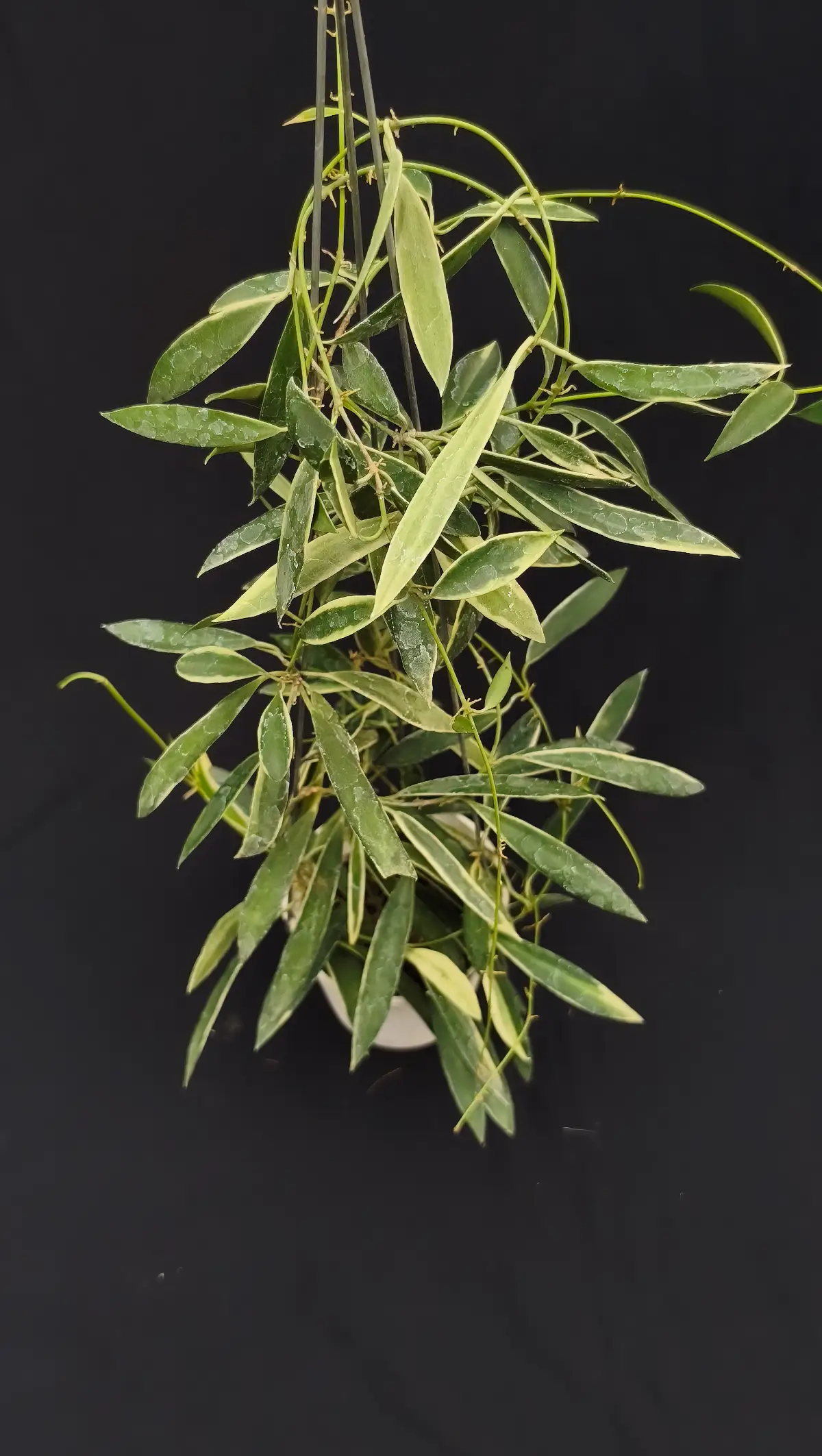 Hoya tsangii albo