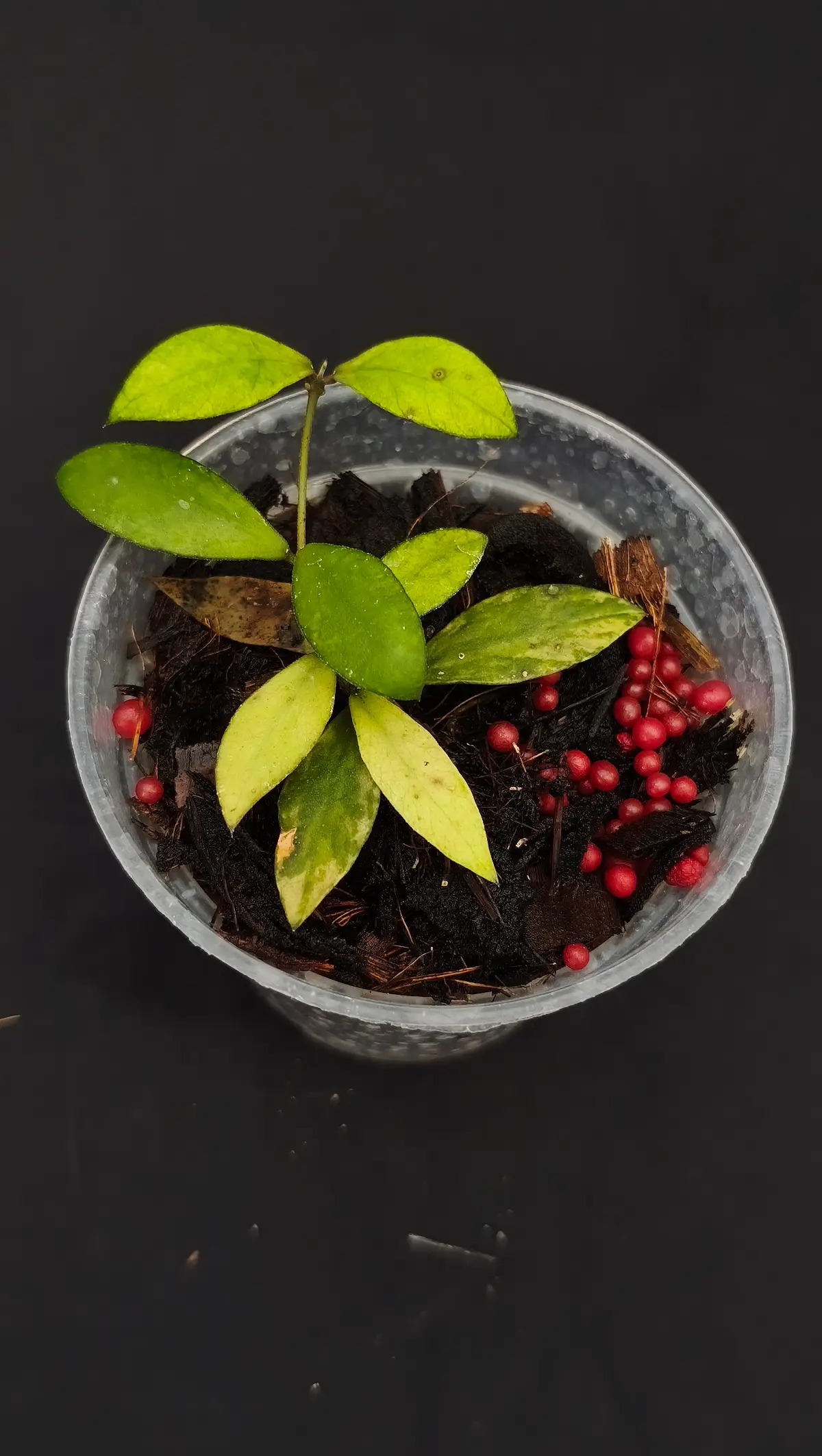 Hoya mini coin variegated ( Amber )