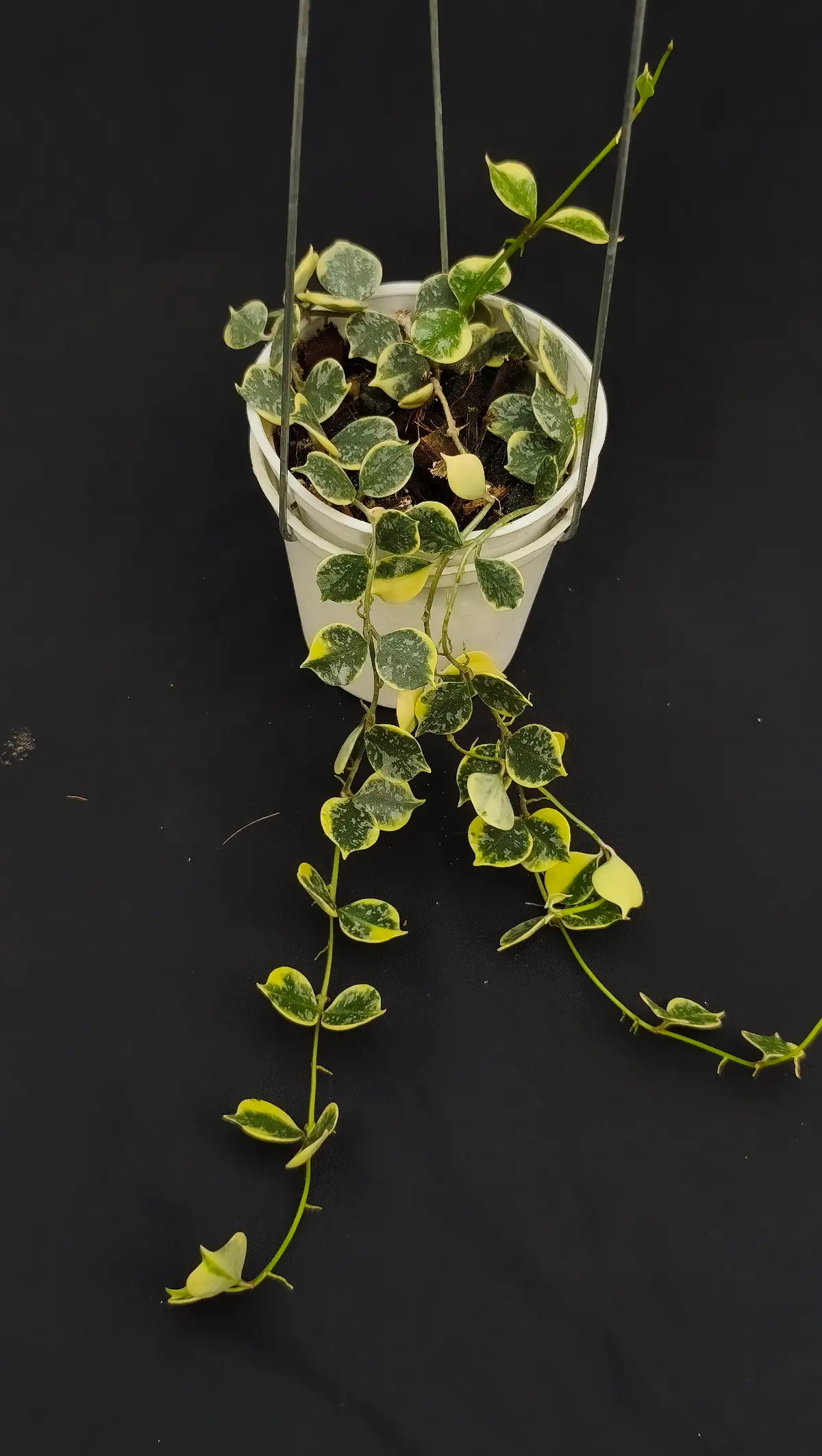 Hoya curtisii albo