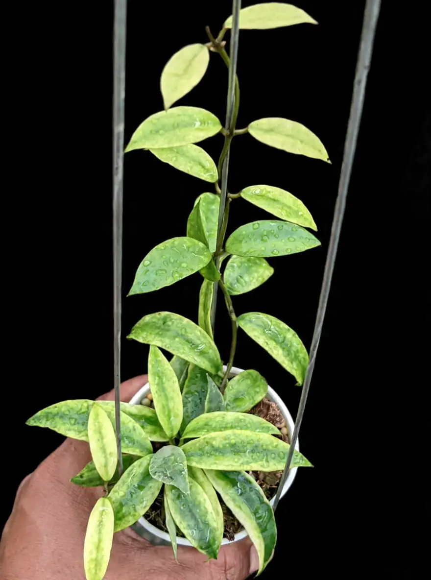Hoya lacunosa gold lunar