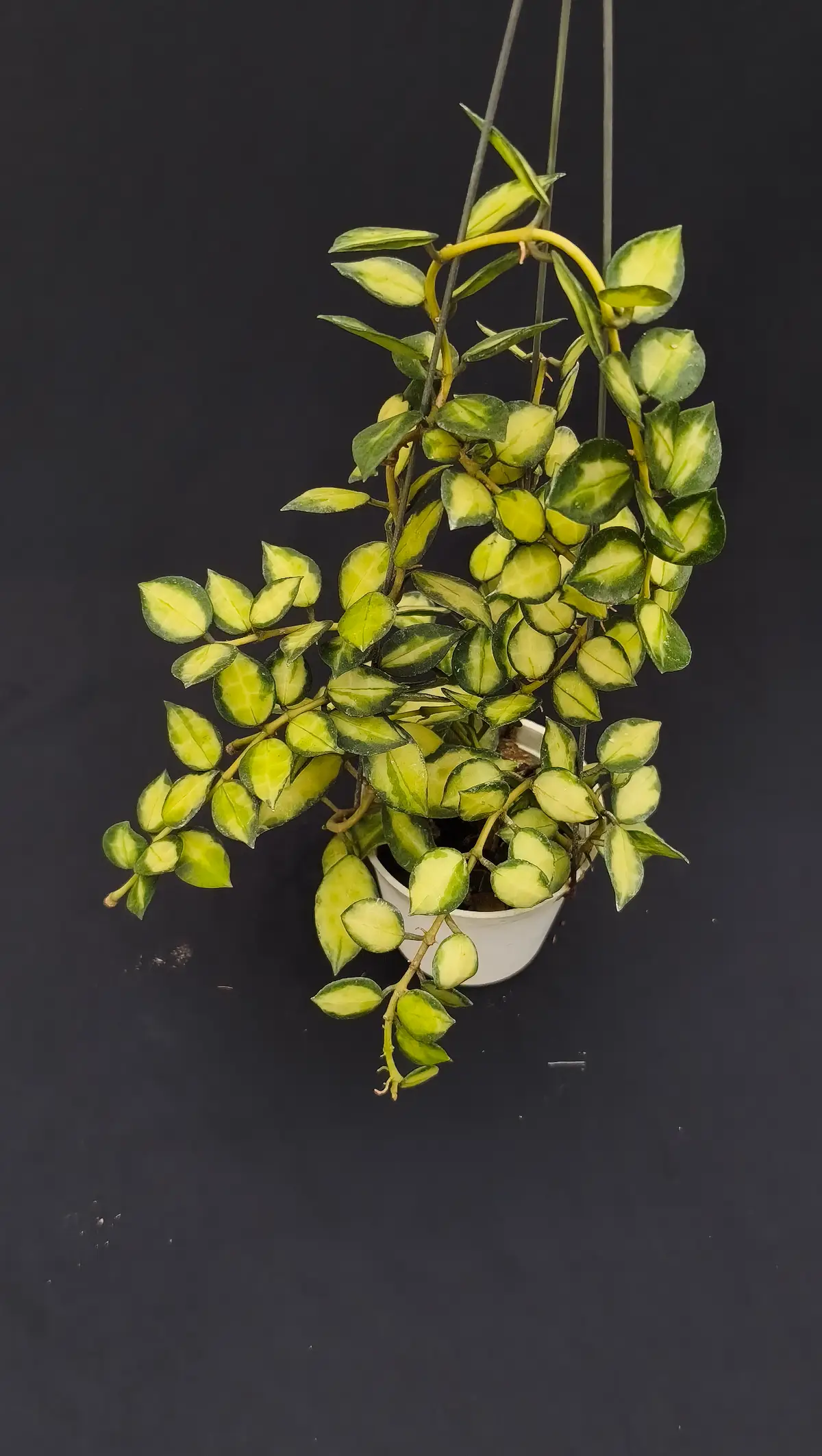 Hoya lacunosa midori