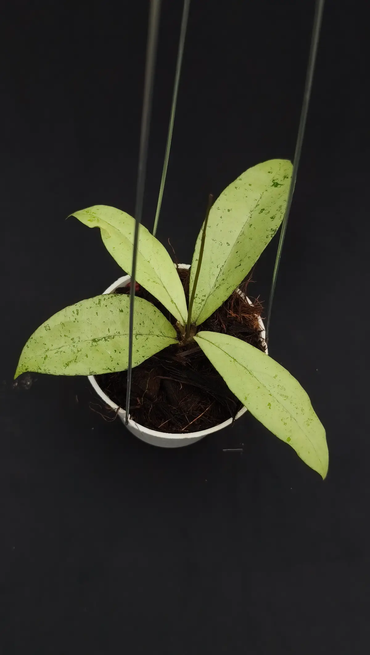Hoya alena silver